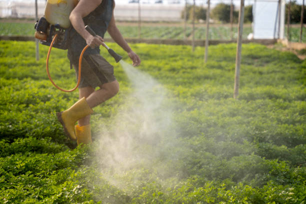 Reliable Elk Rapids, MI Pest Control Solutions