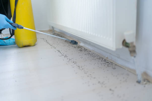 Best Affordable Pest Control Services  in Elk Rapids, MI